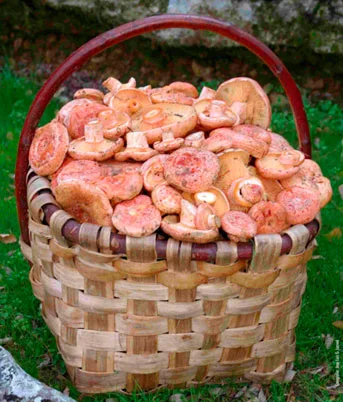 Lactarius deliciosus