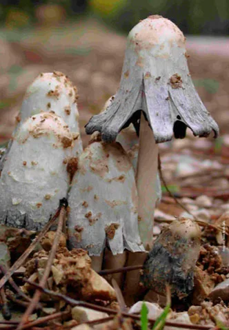Coprinus comatus